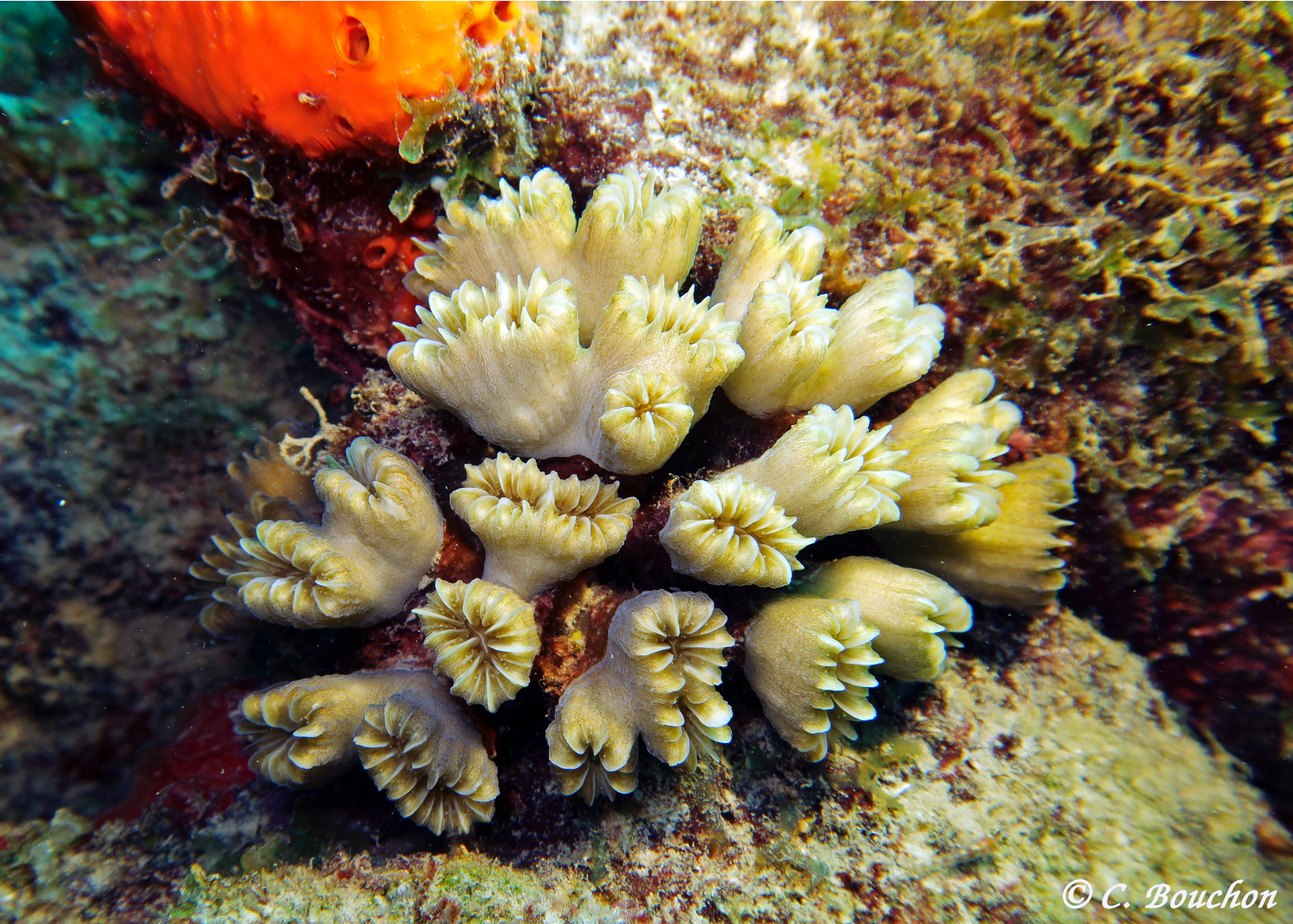 Corail Eusmilia fastigiata. Photo Claude Bouchon