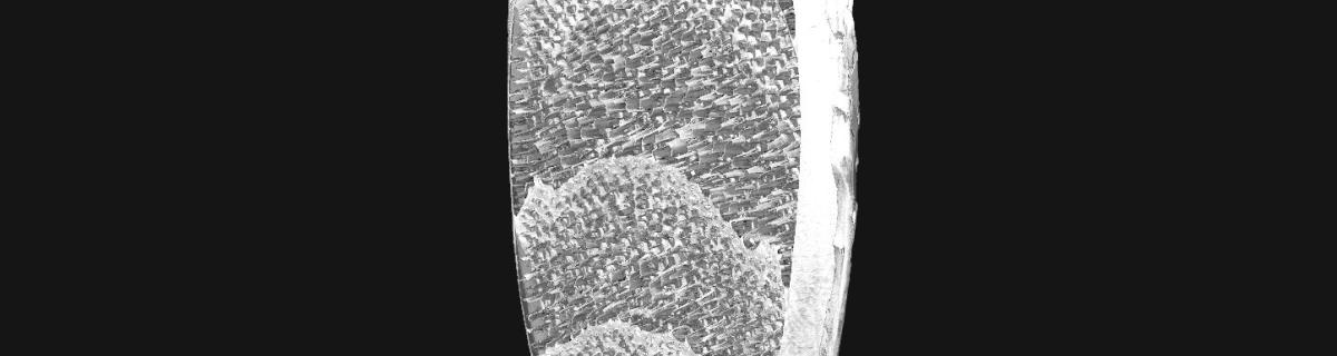 Coquille d'embryon de Sepia officinalis