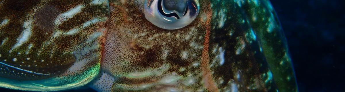 La seiche Sepia officinalis, dans son milieu naturel (ici en Méditerranée). Les systèmes assurant la coloration de la peau (chromatophores colorés, iridophores iridescents et leucophores blancs) sont bien visibles - Y. Bassaglia
