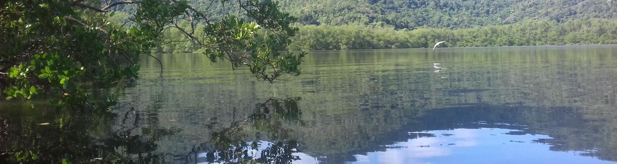 Mangrove préservée dans la région de Rio de Janeiro, Brésil - G. Abril