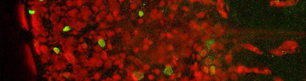 Cellules productrices de NO (en vert) dans l’organe olfactif de la seiche (rouge : alpha-tubuline)