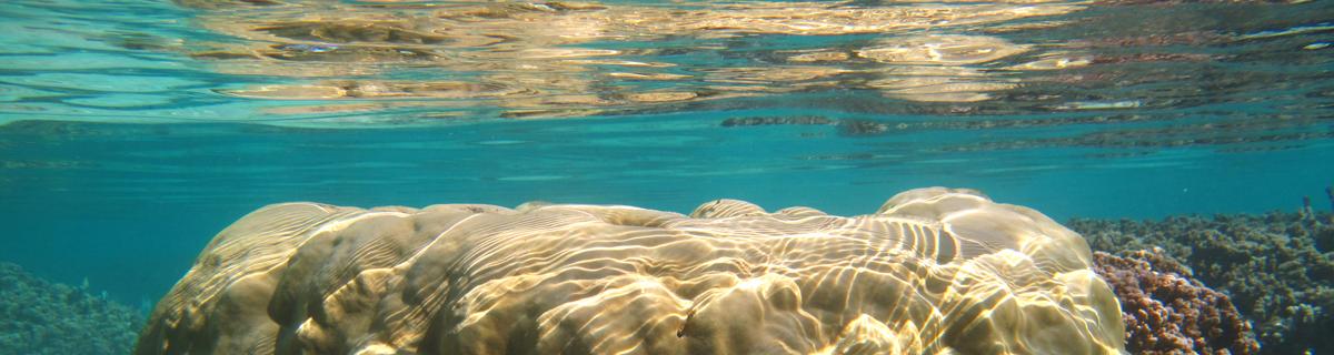 Corail de Porites lutea à la Réunion