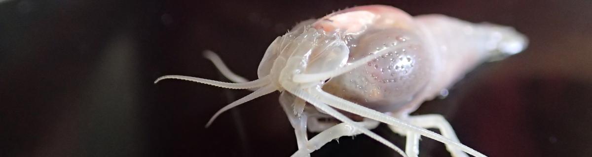 Vue de face de la crevette hydrothermale rimicaris exoculata