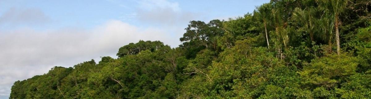 Rives du Rio Negro en Amazonie - IRD/Laure Emperaire