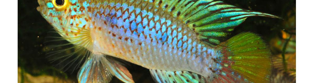 Apistogramma