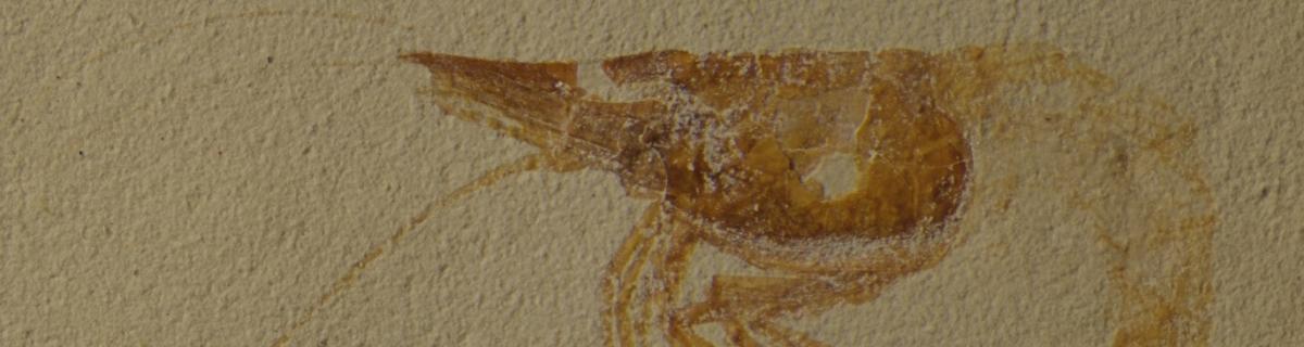 Composite image of the neotype of Dugastella nitida. © de Mazancourt & Audo