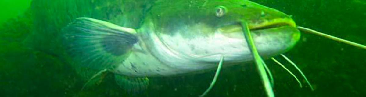 Silurus glanis