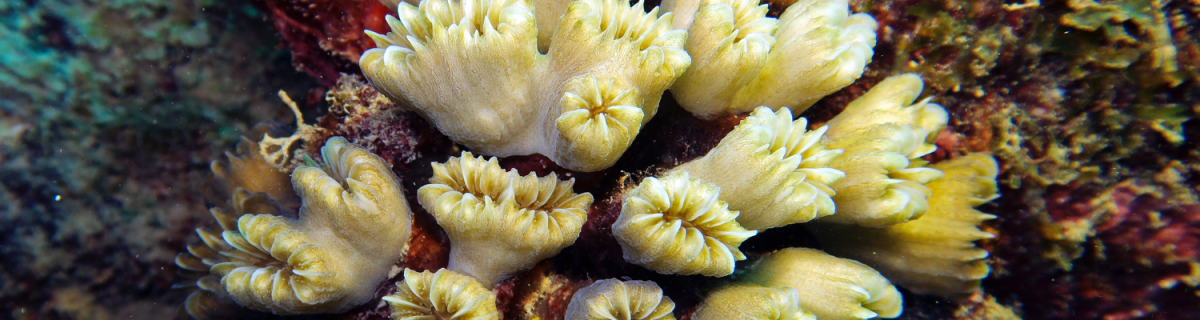 Corail Eusmilia fastigiata. Photo Claude Bouchon