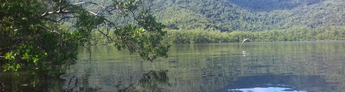 Mangrove préservée dans la région de Rio de Janeiro, Brésil - G. Abril