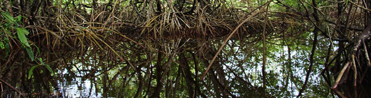 Mangrove d’estuaires, Guyane © Sophie Gonzalez/IRD