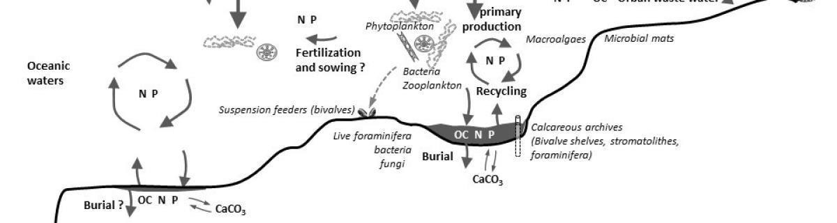 Les mécanismes de propagation de l’eutrophisation à l’interface Terre-Mer en région tropicale et les interactions entre les cycles biogéochimiques du Carbone, de l’Azote et du Phosphore et les organismes à la base du réseau trophique - G. Abril