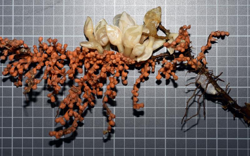 Deep-sea corals, cirripeds and a hidden sea cucumber, benthos Kerguelen Southern Ocean