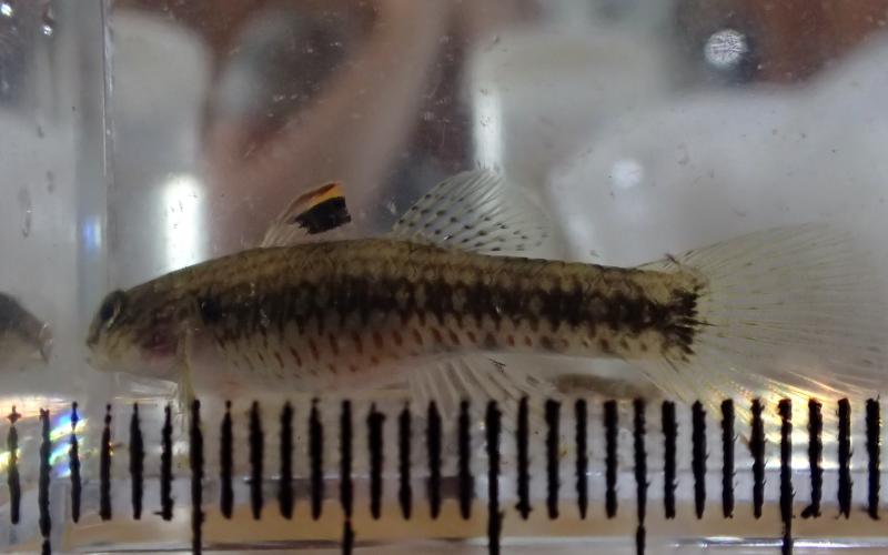 Mission Fidji, projet PARAPSUD, mai 2024. © Valentin de Mazancourt