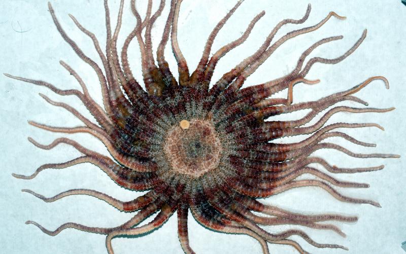 Labidiaster annulatus Sladen, 1889, Alexis Martin MNHN © 2017
