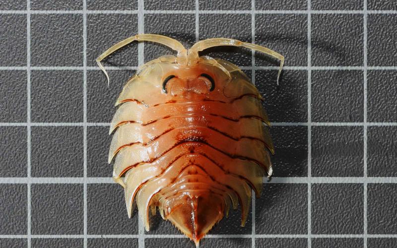 Serolis cornuta Studer, 1879 isopoda serolidae kerguelen benthos Southern Ocean