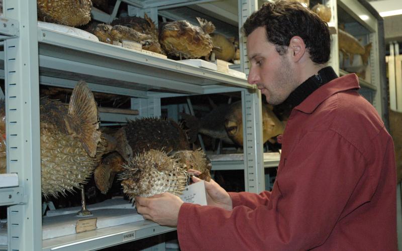Inventaire des spécimens naturalisés de la collection nationale d'ichtyologie