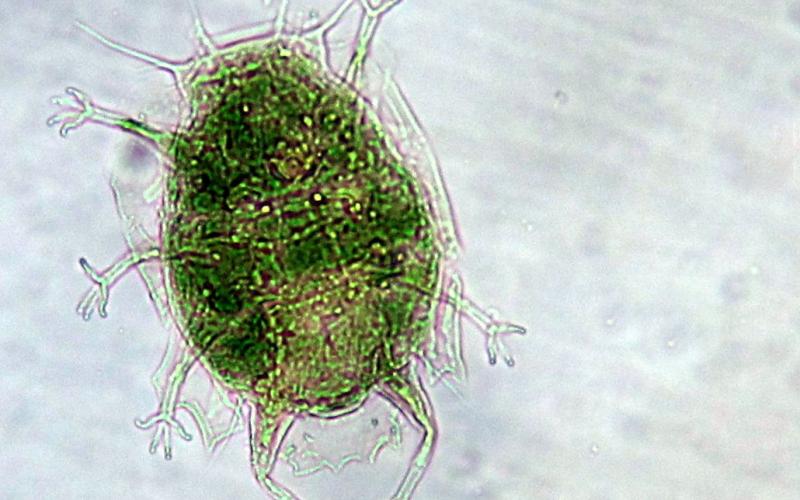 Un spécimen de tardigrade de la collection méiofaune du MNHN 