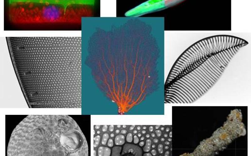 Diatoms, algae, gorgonia, polychaeta, corals, silica