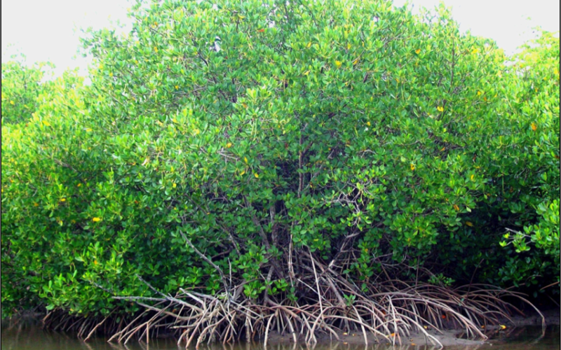 Palétuvier de Nouvelle-Calédonie : Rhizophora sylosa 