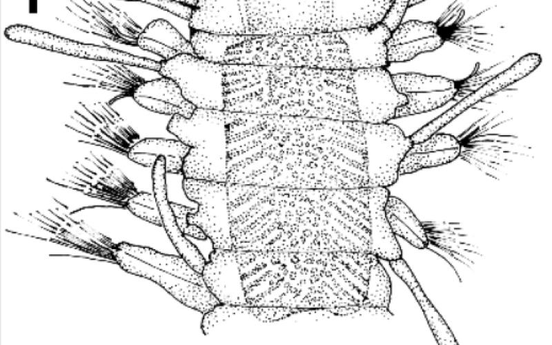 Streptospinigera niuqtuut sp. nov. Holotype (MNHN POLY TYPE 1553) 