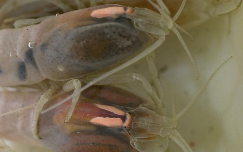 Crevette hydrothermale Rimicaris exoculata