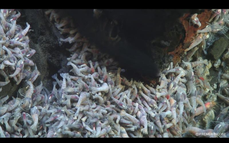 Crevettes Rimicaris exoculata autour d’un fumeur noir