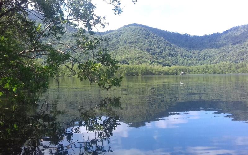 Mangrove préservée dans la région de Rio de Janeiro, Brésil - G. Abril