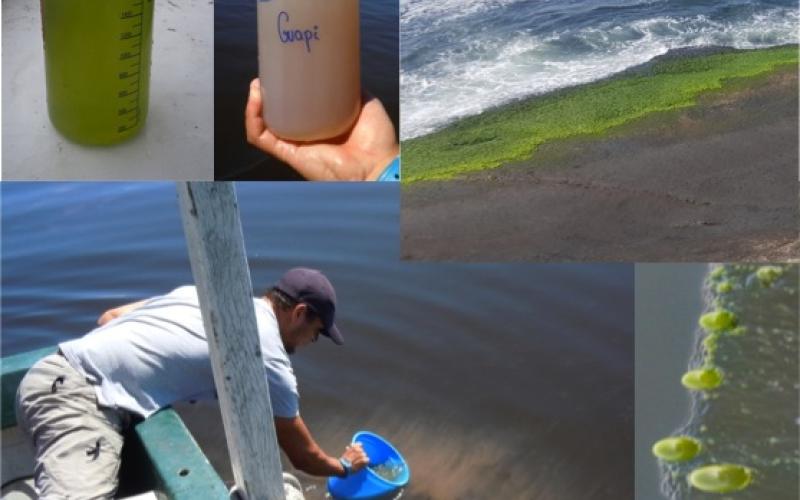Eutrophisation de la Baie de Guanabara : blooms de phytoplancton dominés par des dinoflagellés (rouge/brun) ou des cyanobactéries filamenteuses (vert)