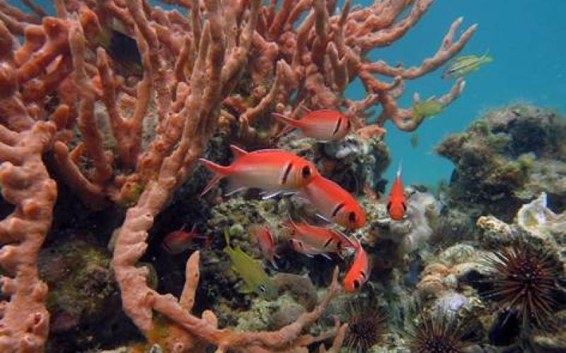 Fonds marins, Guadeloupe. Photo Yolande Bouchon