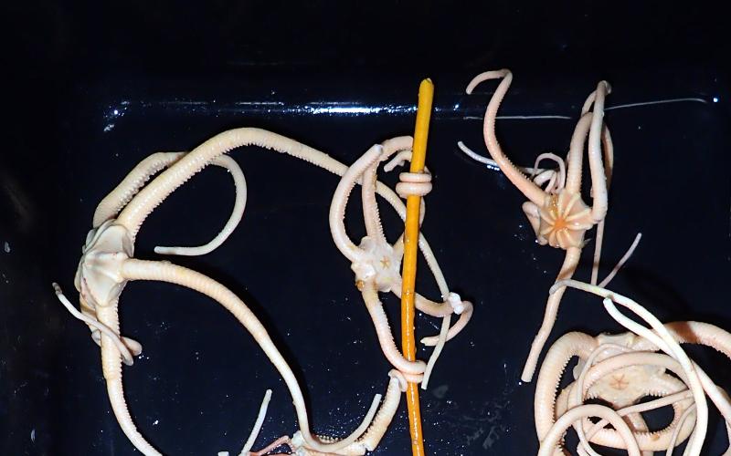Astrotoma agassizii Lyman, 1875 Kerguelen benthos deep-sea Southern Ocean
