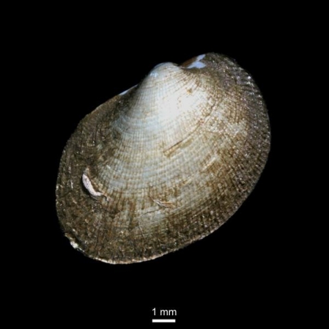 Bathyarca glacialis © Waren Anders Bathyarca glacialis © Waren Anders