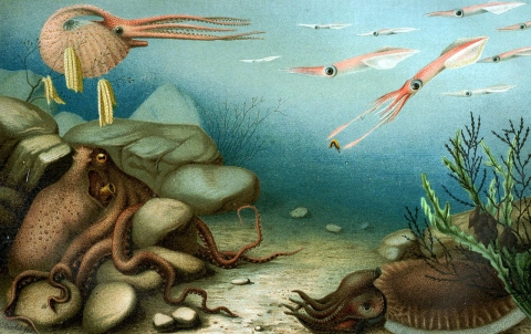 Various Cephalopoda 1-Argonauta argo 2-Loligo vulgaris 3-Octopus vulgaris 4-Sepia officinalis - wikimedia Commons