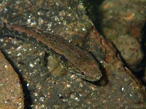 Eleotris fusca dans les rivières des îles Marquises. © P. Keith