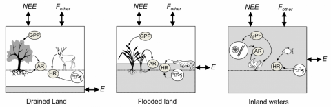 Conceptualization of the components of the carbon cycle in drained land, flooded land and inland water. NEE: net ecosystem exchange with the atmosphere; Fother: exchange with the atmosphere of carbon forms other than CO2; E: lateral export or import of C by hydrological transport; GPP: gross primary production; AR: autotrophic respiration; HR: heterotrophic respiration. The shaded volume in each box indicates the part of the ecosystem occupied by water. © Gwenaël Abril