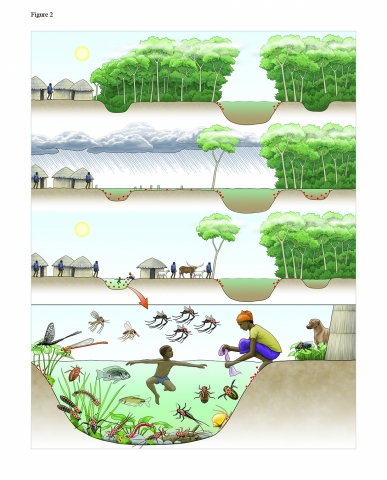 Représentation schématique des liens entre les changements d’utilisations des sols, et la pluviométrie favorisant l’émergence de Mycobactérium ulcerans (MU) dans l’environnement. Illustration par Emily S. Damstra