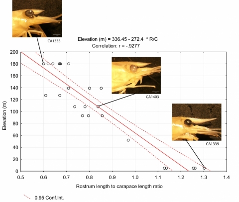 Analyse de corrélation de la longueur du rostre en fonction de l’altitude Copyright : de Mazancourt, V., Marquet G. & Keith, P.