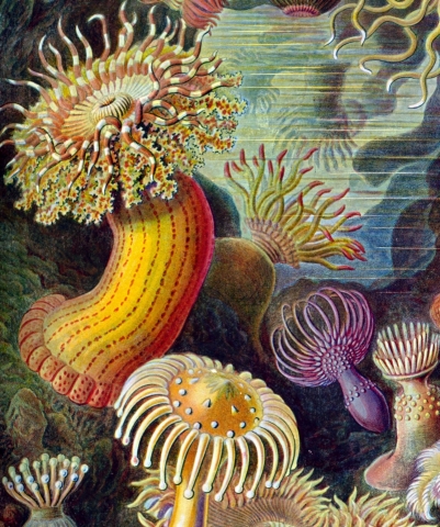Actiniae, planche d'Ernst Haeckel (1904)
