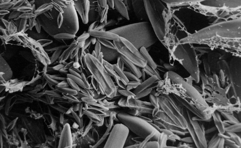 biofilm biofilm de microalgues