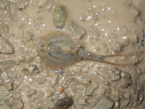 Exemple actuel de communauté de crustacés branchiopodes d’une mare asséchée de Tunisie.   Illustration © Nicolas Rabet