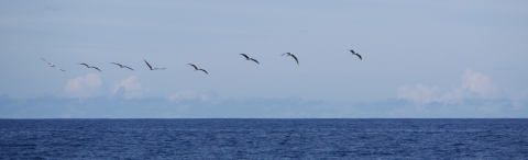 Oiseaux marins au large des récifs d'Entrecasteaux, Nouvelle-Calédonie , © IRD/ J.M. Boré
