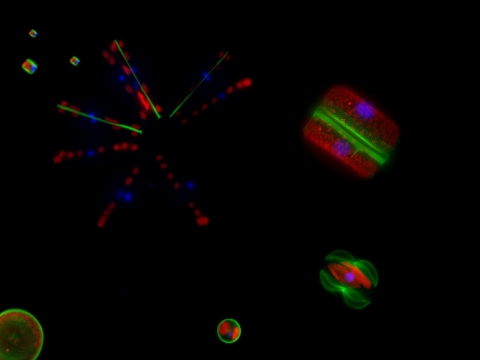 Images de diatomées observées au microscope à épi-fluorescence. Les différentes couleurs correspondent aux noyaux (en bleu), aux chloroplastes (en rouge) et aux valves néo-synthétisées en vert. Les espèces observées sont : Thalassiosira oceanica, Thalassiosira weissflogii, Coscinodiscus sp, Amphipropra paludosa et Asterionella formosa © Adrien Bussard 