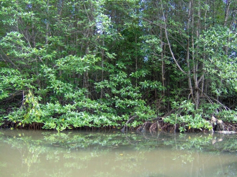 Mangrove, réserve de Can Gio, Vietnam