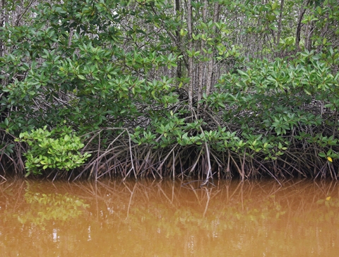 Mangrove du sud Vietnam