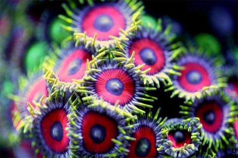 Photos macro de coraux par Felix Salazar
