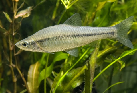 Gudgeon Pseudorasbora parva