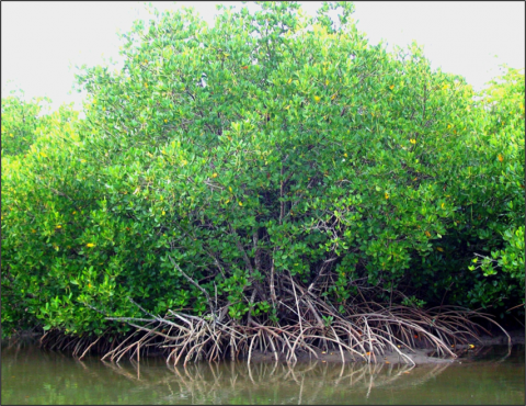 Le palétuvier Rhizophora stylosa. copyright N.Molnar