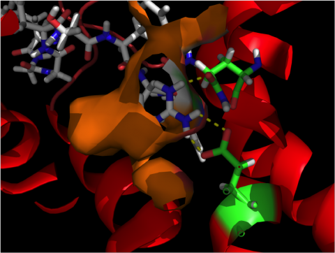 Structure 3D d'un neuropeptide. Photo © Jérôme Leprince