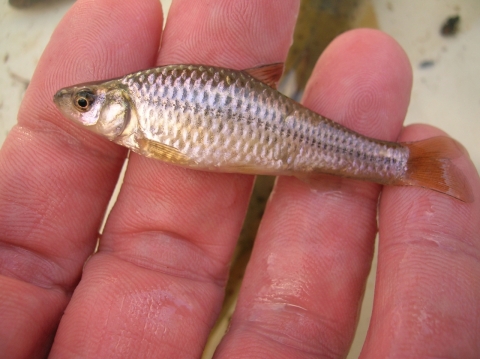 Goujon Asiatique Pseudorasbora parva © R.E. Gozlan