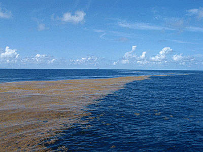 Mer des Sargasses © L.T. Villareal, Marine Science Institute et Benoit Leroy