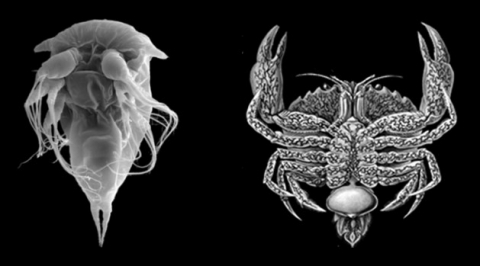 A gauche, électronographie de larve nauplius de Sacculina carcini. A droite, représentation du parasite Sacculina carcini adulte et de son hôte, Carcinus maenas. 